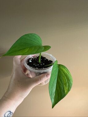 Jade Pothos - Rooted